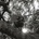 Hello, Hi - Ty Segall LP