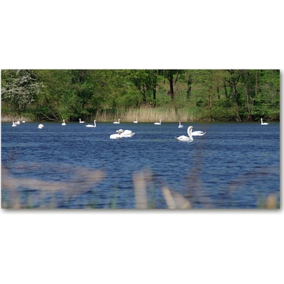 Foto obraz fotografie na skle biele labute 100x50 cm
