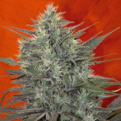 Mandala Seeds Satori semienka neobsahujú THC 3 ks