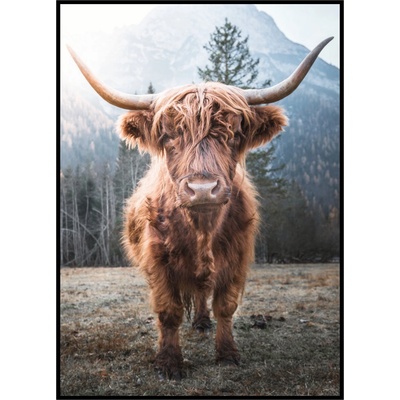 Jen tak z lásky Plakát Highland cattle v lese Rozměr plakátu: 40 x 50 cm