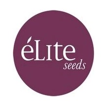 Élite Seeds Dark Rose Auto CBD semena neobsahují THC 3 ks