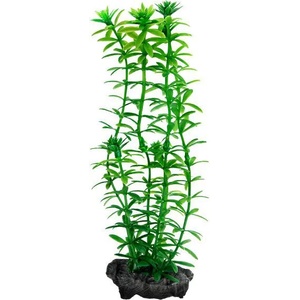 TETRA Egeria densa (Anacharis) - растение Tetra 23 см, M