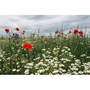 DIMEX ART s. r. o Флизелинов фототапет цъфтяща лятна поляна 375 x 250 см