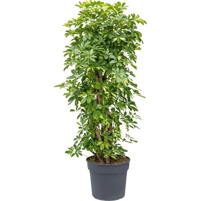 Schefflera arboricola 'Gold Capella' 38x160 cm