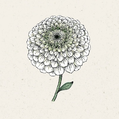 Jora Dahl Cínia "Benary's Giant White" 1 ks