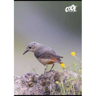 COOL BY VICTORIA Sešit Birds mix motivů A4 linkovaný