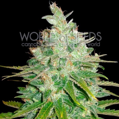 World of Seeds Afghan Kush x Black Domina semena neobsahují THC 3 ks