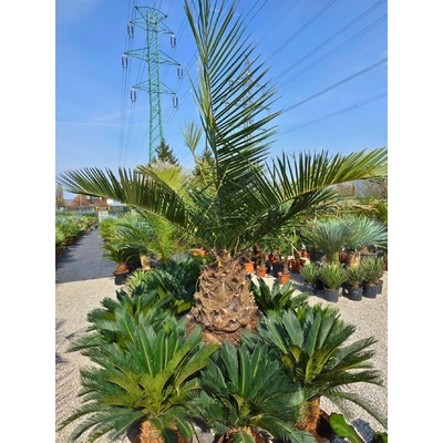 Jubaea chilensis s výškou kmeňa 60 cm, v celkovej výške 250 cm
