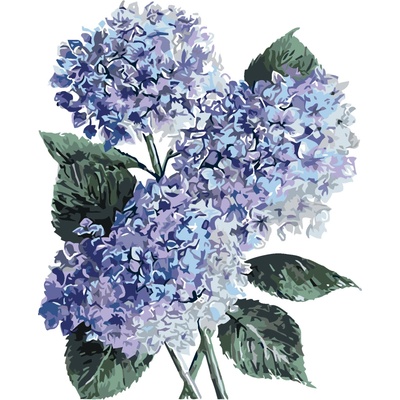 ZUTY Malování podle čísel MODRÉ HORTENZIE ALEXANDRIA GILBERT Rozměr 80 x 100 cm Rámování vypnuté plátno na rám