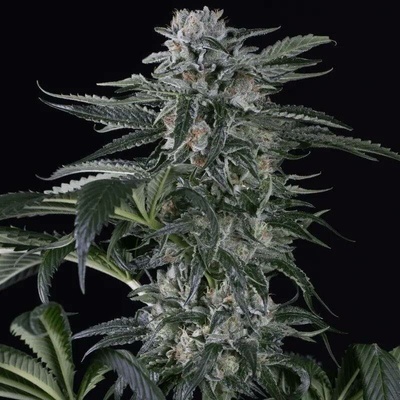Silent Seeds Moby Dick AUTO semena neobsahují THC 3 ks