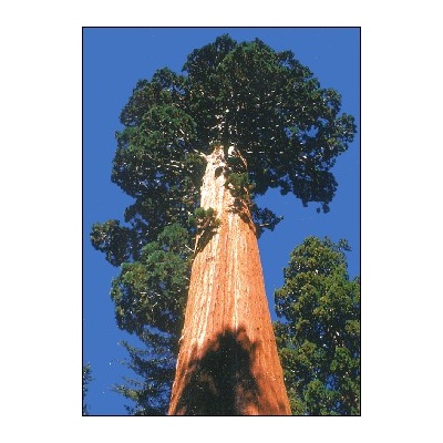 Гигантска секвоя (Sequoiadendron gigantea)