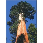  Гигантска секвоя (Sequoiadendron gigantea)