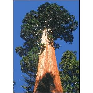  Гигантска секвоя (Sequoiadendron gigantea)