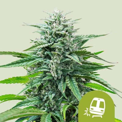 Royal Queen Seeds Trainwreck Auto semienka neobsahujú THC 10 ks