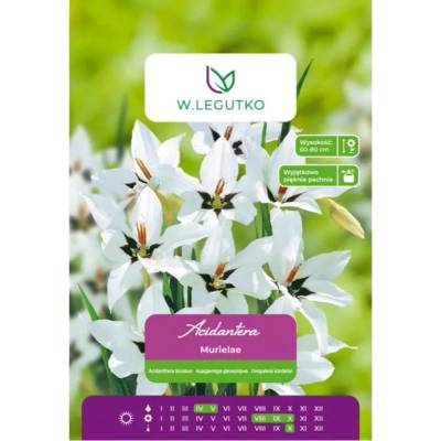 W. Legutko Acidantera двуцветна Murielae бяла 5 бр