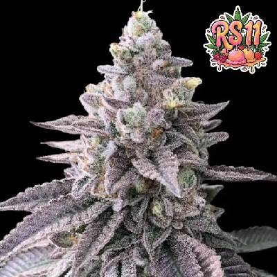 Ganja Farmer RS11 Rainbow Sherbet semienka neobsahujú THC 3 ks