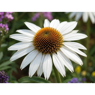 Echinacea White Swan, kvetináč 9 cm