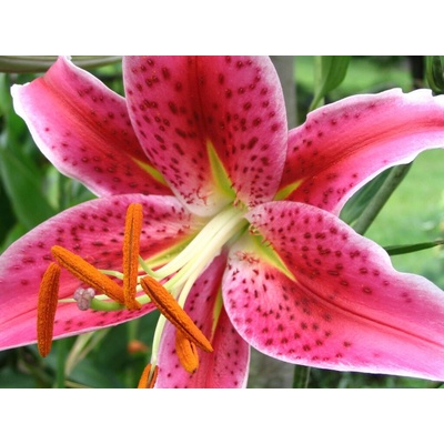 Ľalia Star Gazer, kvetináč 11 cm