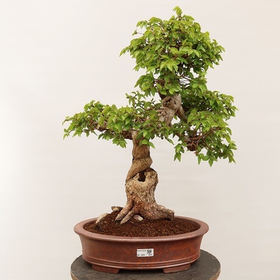 e-bonsai Venkovní bonsai -Carpinus Coreana - Habr korejský