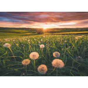 Ravensburger - Puzzle Dandelions in the sunset - 500 piese