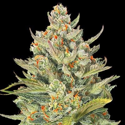 G13 Labs Seeds Auto Mimosa Max Semená neobsahujú THC 5 ks