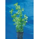 Lysimachia nummularia