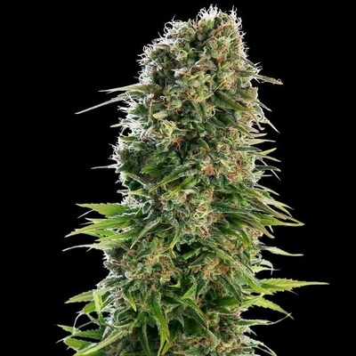 Sensi Seeds Hindu Kush Automatic semena neobsahují THC 10 ks