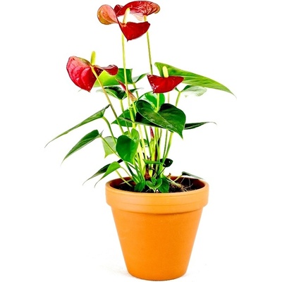 Gardners Anthurium andraeanum červená, průměr 12 cm Anturie, Toulitka, Prasečí ocásek