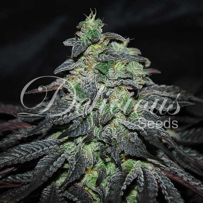 Delicious Seeds Golosa semena neobsahují THC 5 ks