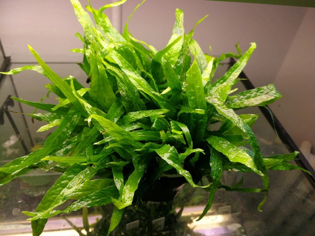 Microsorum mini