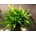 Microsorum mini