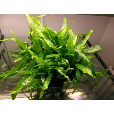 Microsorum mini