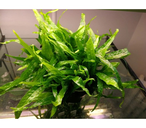 Microsorum mini