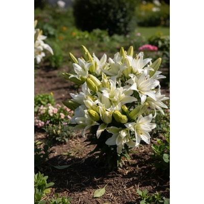 Ľalia 'Roselily Edsilia ®' 1 ks