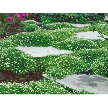 Machovička šidlovitá - Sagina, kont. 0,5 l