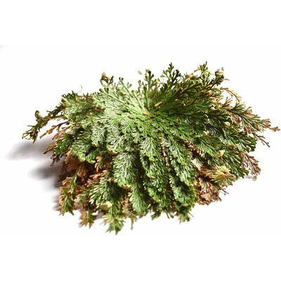 Růže z Jericha – Zboží Mobilmania