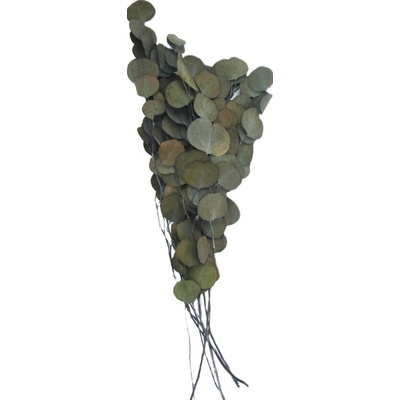Florservice Eucalyptus populus stabilizovaný zelený 100 g