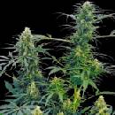 Sensi Seeds Guerrilla´s Gusto regular semena neobsahují THC 10 ks