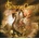 Freedom Call: Dimensions CD