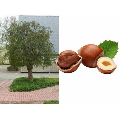 Lieska obyčajná Contorta na kmienku 100-150cm, kont. 20 l