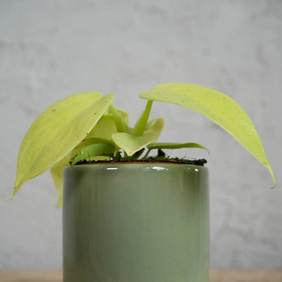 Philodendron Golden Violin baby