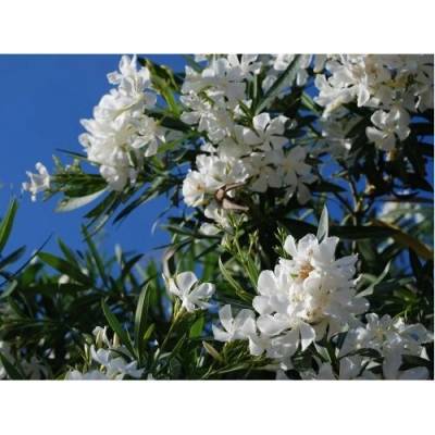 Oleander obyčajný (Nerium oleander) ‘BIANCO’- výška 60-70 cm cm, kont. C3L