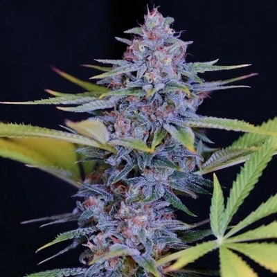 Spliff Seeds Afghani Gold semienka neobsahujú THC 3 ks