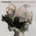 COMMON: BLACK AMERICA AGAIN CD