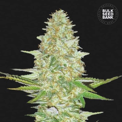 Bulk Seed Bank Perfect Power Plant semena neobsahují THC 10 ks