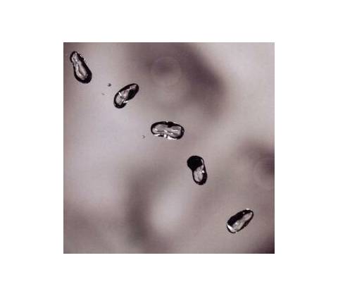 GABRIEL PETER: UP CD