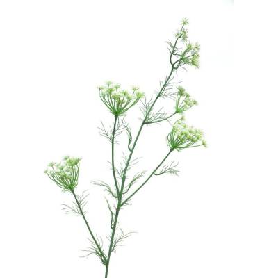 Divoká mrkev - Dancus Carota Kopr/Dille bílý 120cm