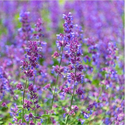 Šanta kočičí modrá - Nepeta faasseni - osivo šanty - 15 ks