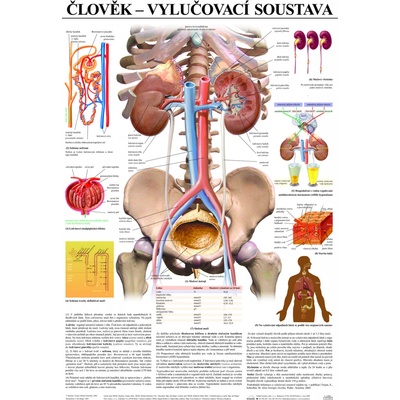 SCIENTIA Vylučovací soustava - anatomický plakát