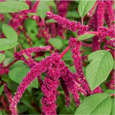 Laskavec ocasatý - Amaranthus caudatus - semena - 300 ks